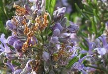 Δενδρολίβανο (Rosmarinus officinalis)