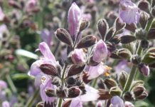Φασκόμηλο (Salvia officinalis)