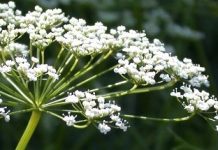 Γλυκάνισος (Pimpinela anisum)