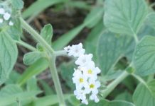 Αγριοσουσαμιά (Heliotropium europeum)