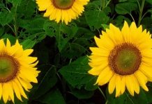 Ηλίανθος (Helianthus annuus)