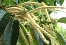 Καστανιά (Castanea sativa)