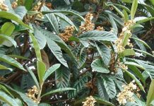 Μουσμουλιά (Mespilus japonica)