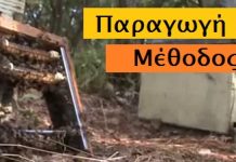 Σύστημα Αριστέας: Η Εκτροφή Βασιλισσών