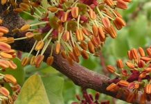 Χαρουπιά (Ceratonia siliqua)