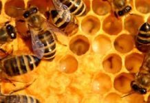 Κτισμένες κηρήθρες, μια πολύτιμη περιουσία και πως να την αποκτήσουμε