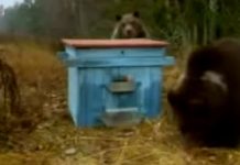 Αρκουδάκια τρώνε μέλι από κυψέλη μελισσοκόμου!