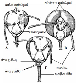 anatomia-melissas