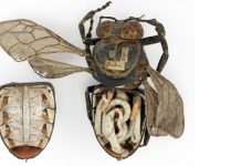 Ανατομία της μέλισσας