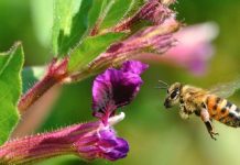 Βιολογική Μελισσοκομία