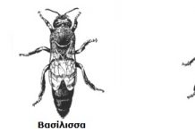 ∆ιαφορές μεταξύ των ατόμων της κυψέλης