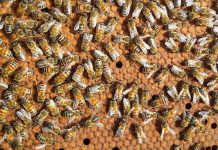 Γενετική και Βελτίωση των Μελισσών