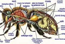 Η Μορφολογία της µέλισσας