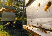 Δωρεάν Σεμινάρια Μελισσοκομίας σε όλη τη χώρα