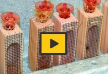 Βασιλοτροφία