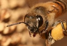 Έντομα οργανωμένα σε κοινωνίες, μορφολογία, βιολογία, ζημιές και αντιμετώπιση.