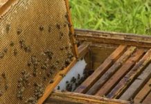 Επιδοτήσεις έως 65% για μεταποίηση μελιού