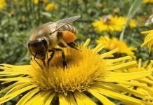 Μελισσοκομική Ημερίδα στo Ξενιτίδειο Πνευματικό Κέντρο Αριδαίας (19-08-2015)