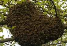 Πρόληψη σμηνουργίας και δημιουργία νέων μελισσιών