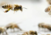 1ο Πανελλήνιο Συνέδριο Επαγγελματικής Μελισσοκομίας 7-8 Νοεμβρίου 2015