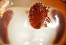 Βαρροϊκή ακαρίαση ιστορία, βιολογικός κύκλος και τρόποι αντιμετώπισης.