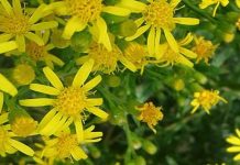 Ακονιζιά (Inula viscosa)