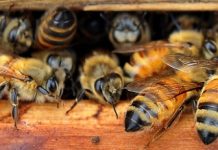 Ελληνική καινοτομία στις κυψέλες