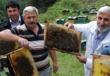 Το πιο ακριβό, και σπάνιο, μέλι του κόσμου βγαίνει στον Πόντο