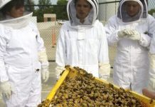 Μαθήματα Μελισσοκομίας στη δημόσια ΣΕΚ Επιδαύρου