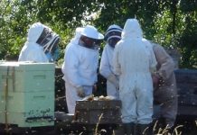 Δωρεάν μαθήματα Μελισσοκομίας