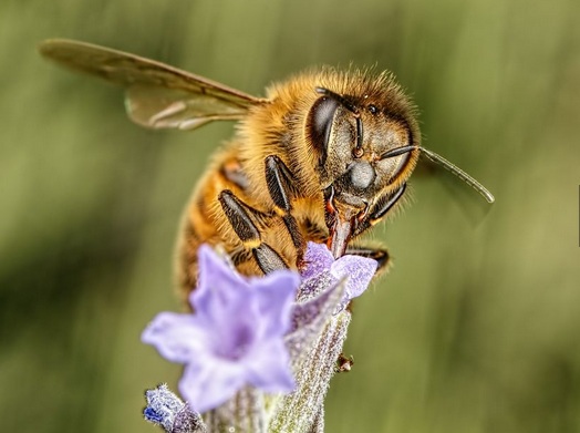 Ταξίδι στον κόσμο της μέλισσας Apis Mellifera (Φωτογραφίες)