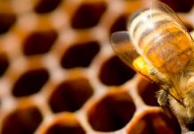 Οι μέλισσες ξέρουν να μετρούν αλλά & να αναγνωρίζουν ανθρώπινα πρόσωπα!