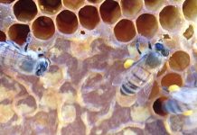 Η μελισσοκομία έχει πολύ βαθιές ρίζες