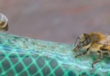 Πηγές νερού για τις μέλισσες