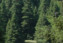 Μέλι ελάτου