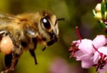 Μέλι απο ρείκι: κατά του προστάτη και του κολικού νεφρών