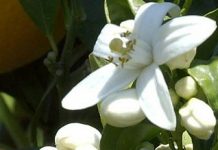 Μέλι πορτοκαλιάς