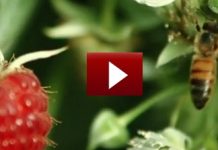 Η κρυμμένη ομορφιά της επικονίασης