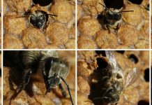 Η εργάτρια μέλισσα