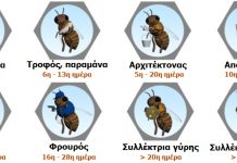 Η κατανομή εργασίας της εργάτριας μέλισσας