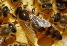 Η βασίλισσα