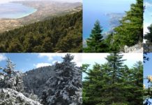Η εξάπλωση της Ελάτης (Abies cephalonica) στον Ελλαδικό χώρο & στην Κεφαλονιά