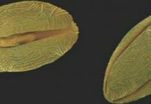 Κάθε κόκκος γύρης έχει και μια ιστορία