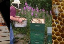 Μέθοδος Ντεμαρί: Πρόληψη Σμηνουργίας & Αντικατάσταση Βασίλισσας