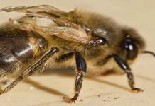 Αυτός είναι ο ιός που εξαφανίζει τις μέλισσες στον πλανήτη