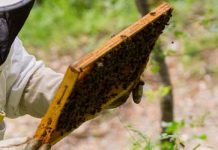 Χειρισμοί για δυνατά και υγιή μελίσσια χωρίς ασθένειες