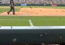 Σμήνος από μέλισσες σε αγώνα Baseball