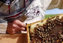 Η μελισσοκομία στην Ελλάδα τα έτη 2013 & 2014