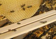Υποβολή αιτήσεων για ενίσχυση μελισσοκόμων στην Αττική