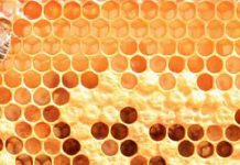 2o Σεμινάριο Μελισσοκομίας 2 & 3 Απριλίου 2016